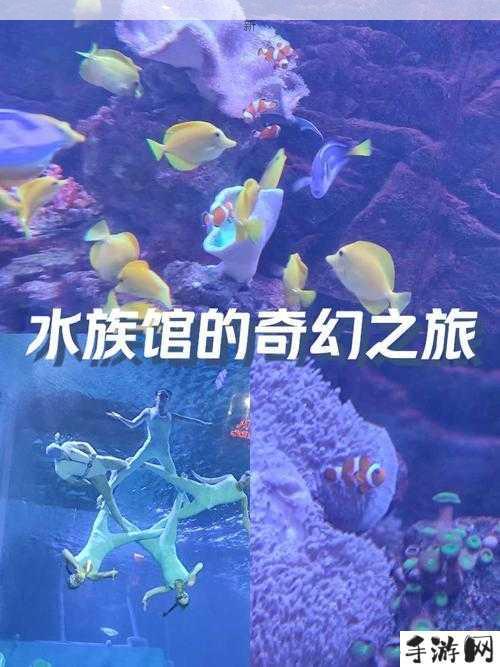 纸牌水族馆，一场融合策略与梦幻的奇妙之旅